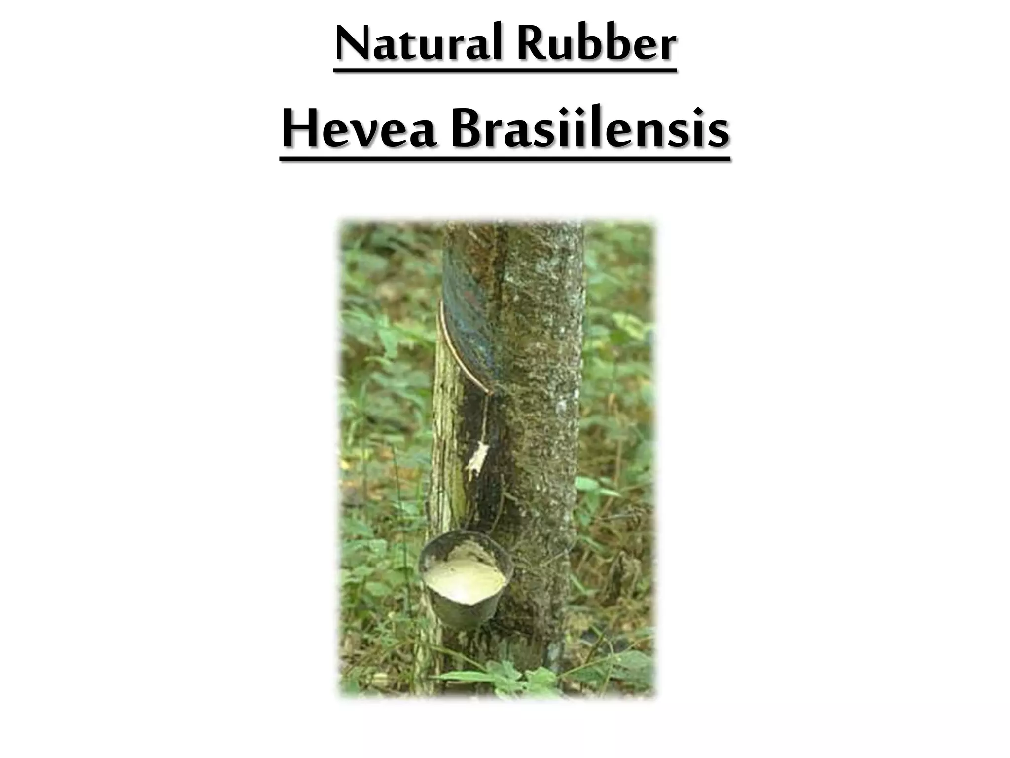 Natural Rubber
Hevea Brasiilensis
 
