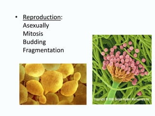• Reproduction:
Asexually
Mitosis
Budding
Fragmentation
 