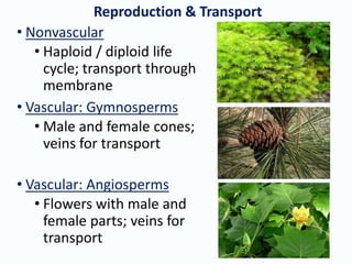 • Nonvascular
• Haploid / diploid life
cycle; transport through
membrane
• Vascular: Gymnosperms
• Male and female cones;
veins for transport
• Vascular: Angiosperms
• Flowers with male and
female parts; veins for
transport
Reproduction & Transport
 