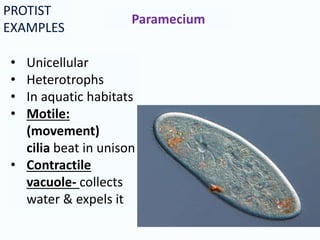 PROTIST
EXAMPLES
Paramecium
• Unicellular
• Heterotrophs
• In aquatic habitats
• Motile:
(movement)
cilia beat in unison
• Contractile
vacuole- collects
water & expels it
 