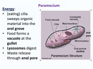 Energy:
• (eating) cilia
sweeps organic
material into the
oral grove
• Food forms a
vacuole at the
gullet
• Lysosomes digest
• Waste release
through anal pore
(Gullet)
anal
pore
Paramecium
 