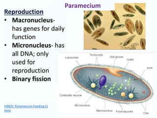 Reproduction
• Macronucleus-
has genes for daily
function
• Micronucleus- has
all DNA; only
used for
reproduction
• Binary fission
Paramecium
VIDEO: Paramecium Feeding (1
min)
 