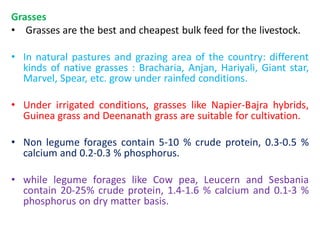 Grasses
• Grasses are the best and cheapest bulk feed for the livestock.
• In natural pastures and grazing area of the country: different
kinds of native grasses : Bracharia, Anjan, Hariyali, Giant star,
Marvel, Spear, etc. grow under rainfed conditions.
• Under irrigated conditions, grasses like Napier-Bajra hybrids,
Guinea grass and Deenanath grass are suitable for cultivation.
• Non legume forages contain 5-10 % crude protein, 0.3-0.5 %
calcium and 0.2-0.3 % phosphorus.
• while legume forages like Cow pea, Leucern and Sesbania
contain 20-25% crude protein, 1.4-1.6 % calcium and 0.1-3 %
phosphorus on dry matter basis.
 