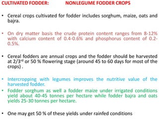 CULTIVATED FODDER: NONLEGUME FODDER CROPS
• Cereal crops cultivated for fodder includes sorghum, maize, oats and
bajra.
• On dry matter basis the crude protein content ranges from 8-12%
with calcium content of 0.4-0.6% and phosphorus content of 0.2-
0.5%.
• Cereal fodders are annual crops and the fodder should be harvested
at 2/3rd or 50 % flowering stage (around 45 to 60 days for most of the
crops) .
• Intercropping with legumes improves the nutritive value of the
harvested fodder.
• Fodder sorghum as well a fodder maize under irrigated conditions
yield about 40-45 tonnes per hectare while fodder bajra and oats
yields 25-30 tonnes per hectare.
• One may get 50 % of these yields under rainfed conditions
 