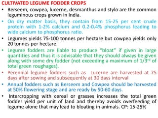 CULTIVATED LEGUME FODDER CROPS
• Berseem, cowpea, lucerne, desmanthus and stylo are the common
leguminous crops grown in India.
• On dry matter basis, they contain from 15-25 per cent crude
protein with 1-2% calcium and 0.2-0.4% phosphorus leading to
wide calcium to phosphorus ratio.
• Legumes yields 75-100 tonnes per hectare but cowpea yields only
20 tonnes per hectare.
• Legume fodders are liable to produce “bloat” if given in large
quantities and thus it is advisable that they should always be given
along with some dry fodder (not exceeding a maximum of 1/3rd of
total green roughages).
• Perennial legume fodders such as Lucerne are harvested at 75
days after sowing and subsequently at 30 days interval
• Annual fodders such as Berseem and Cowpea should be harvested
at 50% flowering stage and are ready by 50-60 days.
• Intercropping with cereal or grasses increases the total green
fodder yield per unit of land and thereby avoids overfeeding of
legume alone that may lead to bloating in animals. CP: 15-25%
 