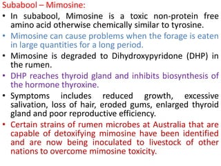 Subabool – Mimosine:
• In subabool, Mimosine is a toxic non-protein free
amino acid otherwise chemically similar to tyrosine.
• Mimosine can cause problems when the forage is eaten
in large quantities for a long period.
• Mimosine is degraded to Dihydroxypyridone (DHP) in
the rumen.
• DHP reaches thyroid gland and inhibits biosynthesis of
the hormone thyroxine.
• Symptoms includes reduced growth, excessive
salivation, loss of hair, eroded gums, enlarged thyroid
gland and poor reproductive efficiency.
• Certain strains of rumen microbes at Australia that are
capable of detoxifying mimosine have been identified
and are now being inoculated to livestock of other
nations to overcome mimosine toxicity.
 
