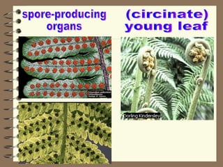 spore-producing organs (circinate) young leaf 