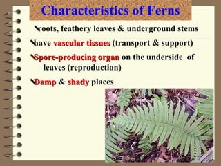 Characteristics of Ferns  roots, feathery leaves & underground stems  have  vascular tissues  (transport & support)  Damp  &  shady  places  Spore-producing organ   on the underside  of leaves (reproduction) 