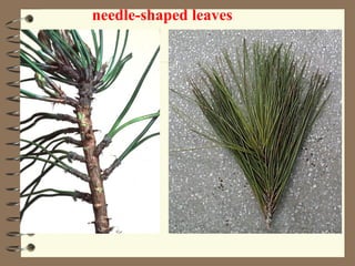 needle-shaped leaves 