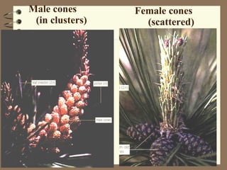 Male cones  (in clusters) Female cones  (scattered) 