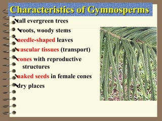 Characteristics of Gymnosperms  roots, woody stems  needle-shaped  leaves  tall evergreen trees  cones  with reproductive  structures  dry places  vascular tissues  (transport)  naked seeds  in female cones 