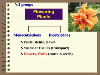    2 groups Monocotyledons Dicotyledons  roots, stems, leaves  vascular tissues (transport)  flowers, fruits  (contain seeds) Flowering Plants 