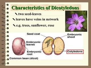 Characteristics of Dicotyledons  two seed-leaves  leaves have veins in network  e.g. trees, sunflower, rose 