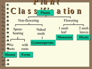 Plant Classification Non-flowering Plants Flowering Spore-bearing Naked seeds No roots with roots Mosses Ferns Gymnosperms 1 seed-leaf 2 seed-leaves Monocots Dicots 
