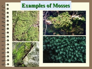 Examples of Mosses 