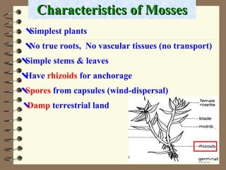Characteristics of Mosses  No true roots,  No vascular tissues (no transport)  Simple stems & leaves  Have  rhizoids  for anchorage  Spores  from capsules (wind-dispersal)  Damp  terrestrial land  Simplest plants 