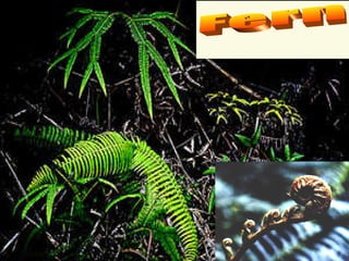 Fern 