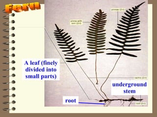 Fern underground stem root A leaf (finely divided into small parts) 