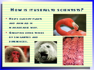 Classification of-plants-and-animals | PPT