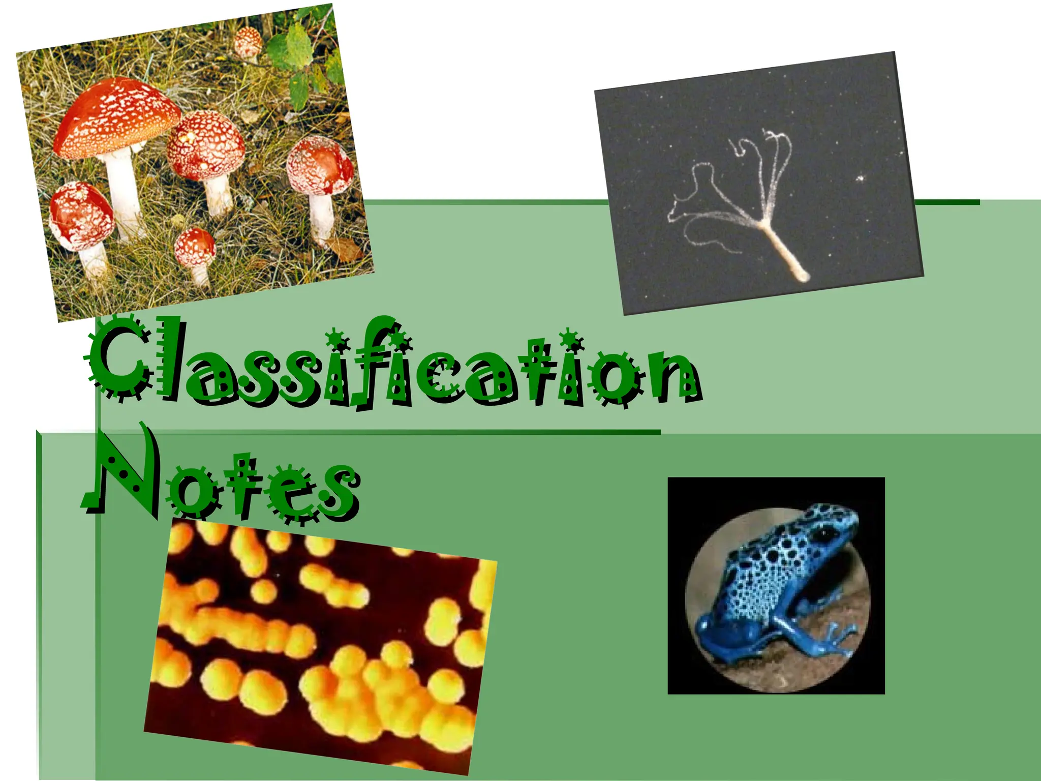 Classification-Taxonomy PowerPoint Presentation | PPT