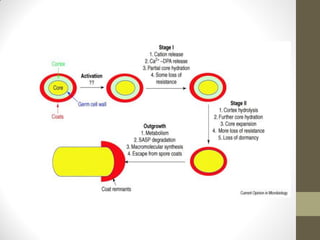 Bacterial taxonomy & classification | PDF