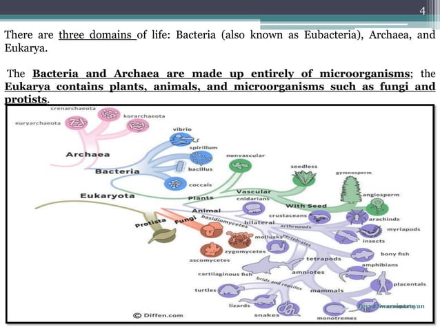 Classification three domain system | PDF