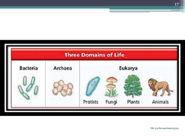 Classification three domain system