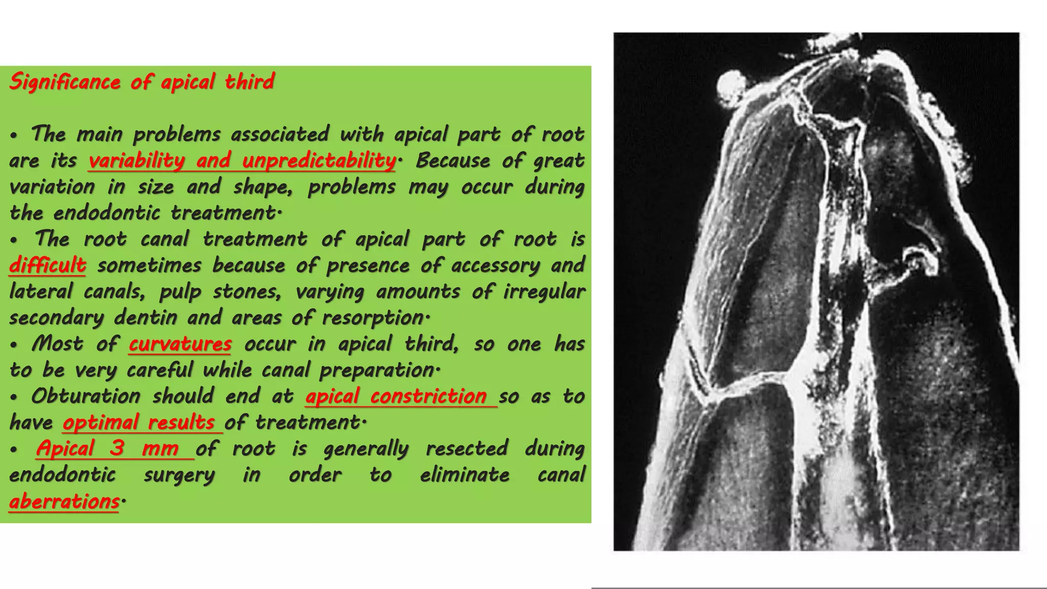 Significance of apical third
• The main problems associated with apical part of root
are its variability and unpredictability. Because of great
variation in size and shape, problems may occur during
the endodontic treatment.
• The root canal treatment of apical part of root is
difficult sometimes because of presence of accessory and
lateral canals, pulp stones, varying amounts of irregular
secondary dentin and areas of resorption.
• Most of curvatures occur in apical third, so one has
to be very careful while canal preparation.
• Obturation should end at apical constriction so as to
have optimal results of treatment.
• Apical 3 mm of root is generally resected during
endodontic surgery in order to eliminate canal
aberrations.
 