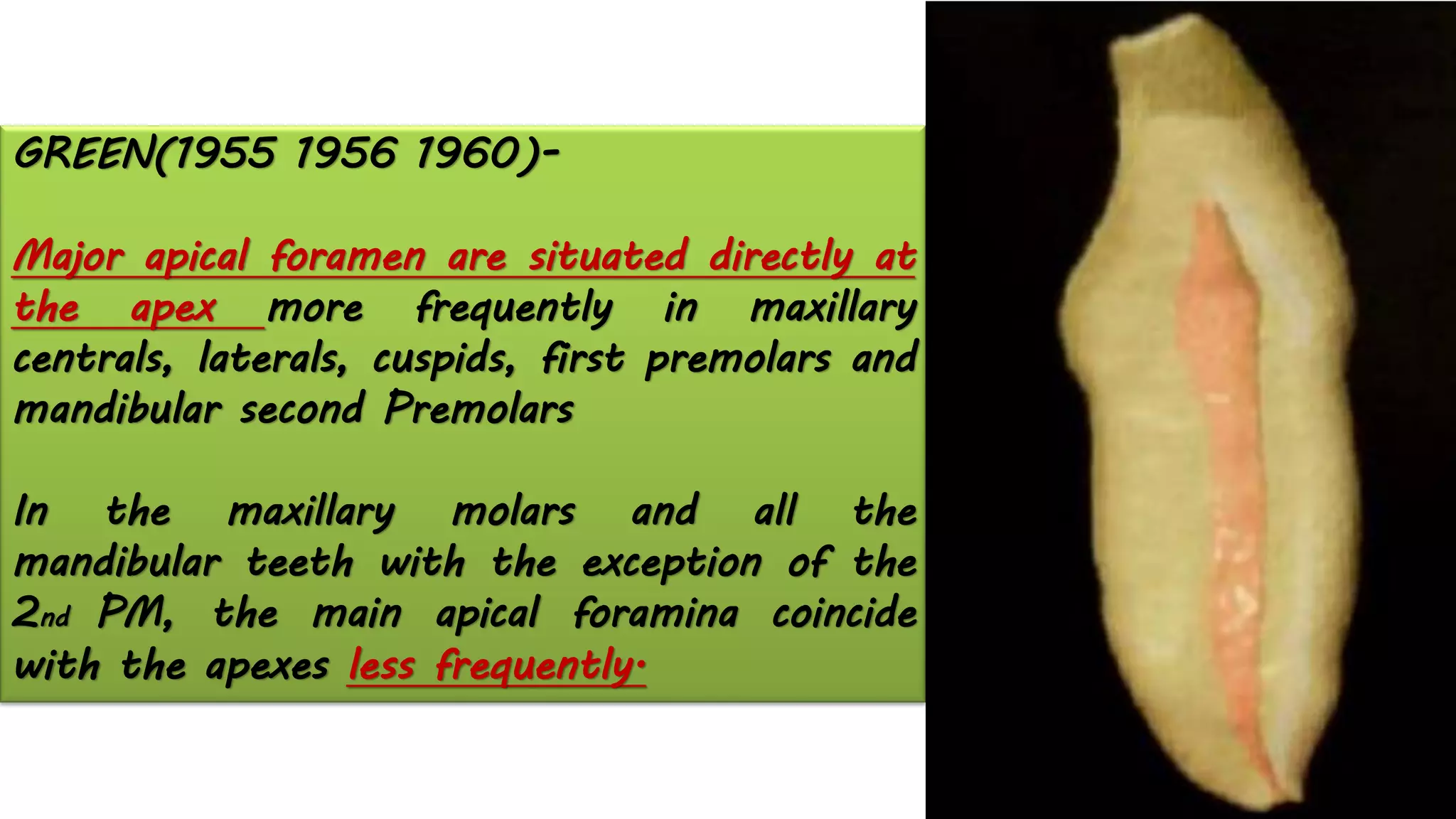 GREEN(1955 1956 1960)-
Major apical foramen are situated directly at
the apex more frequently in maxillary
centrals, laterals, cuspids, first premolars and
mandibular second Premolars
In the maxillary molars and all the
mandibular teeth with the exception of the
2nd PM, the main apical foramina coincide
with the apexes less frequently.
 