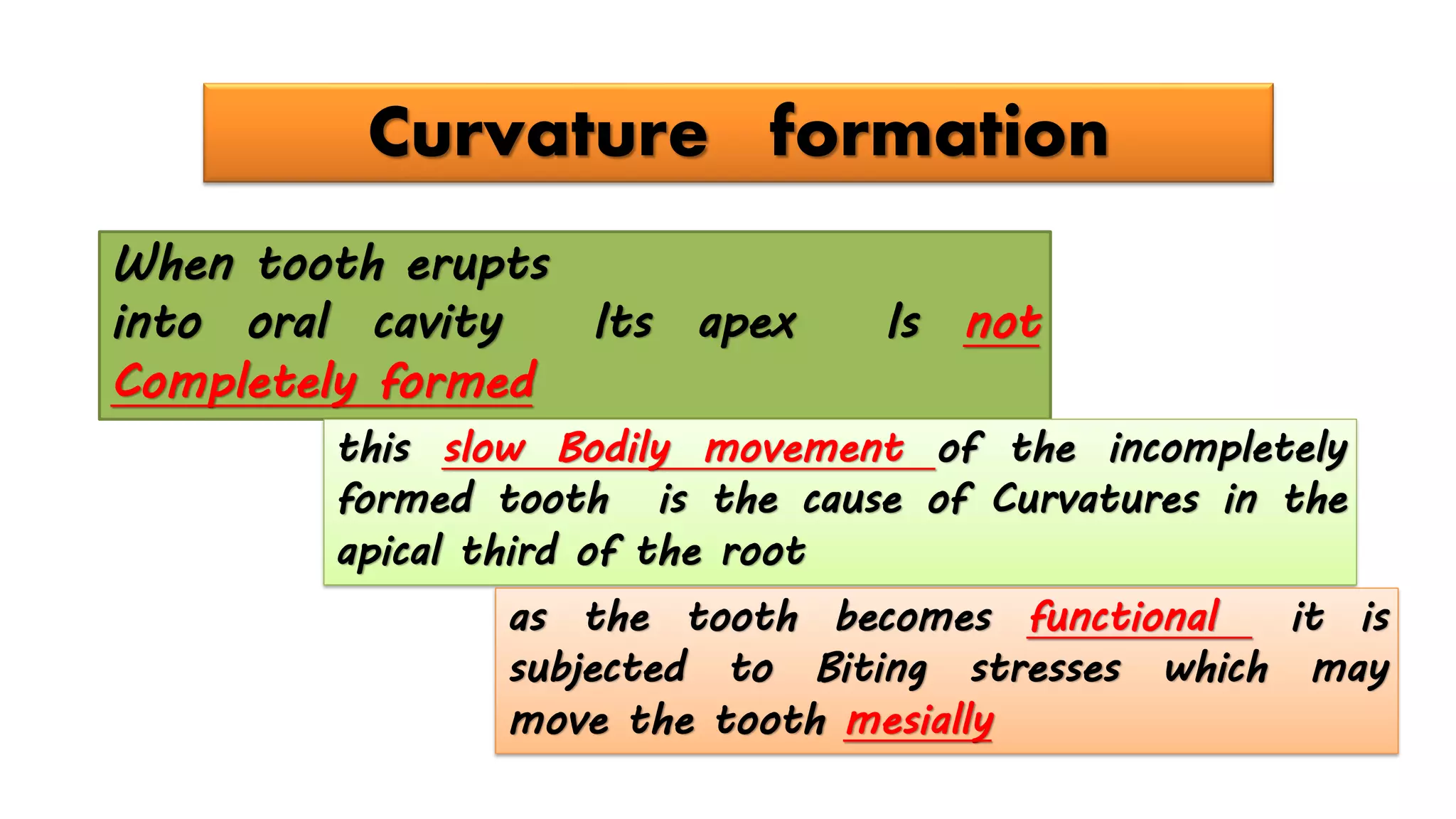 When tooth erupts
into oral cavity Its apex Is not
Completely formed
this slow Bodily movement of the incompletely
formed tooth is the cause of Curvatures in the
apical third of the root
as the tooth becomes functional it is
subjected to Biting stresses which may
move the tooth mesially
Curvature formation
 