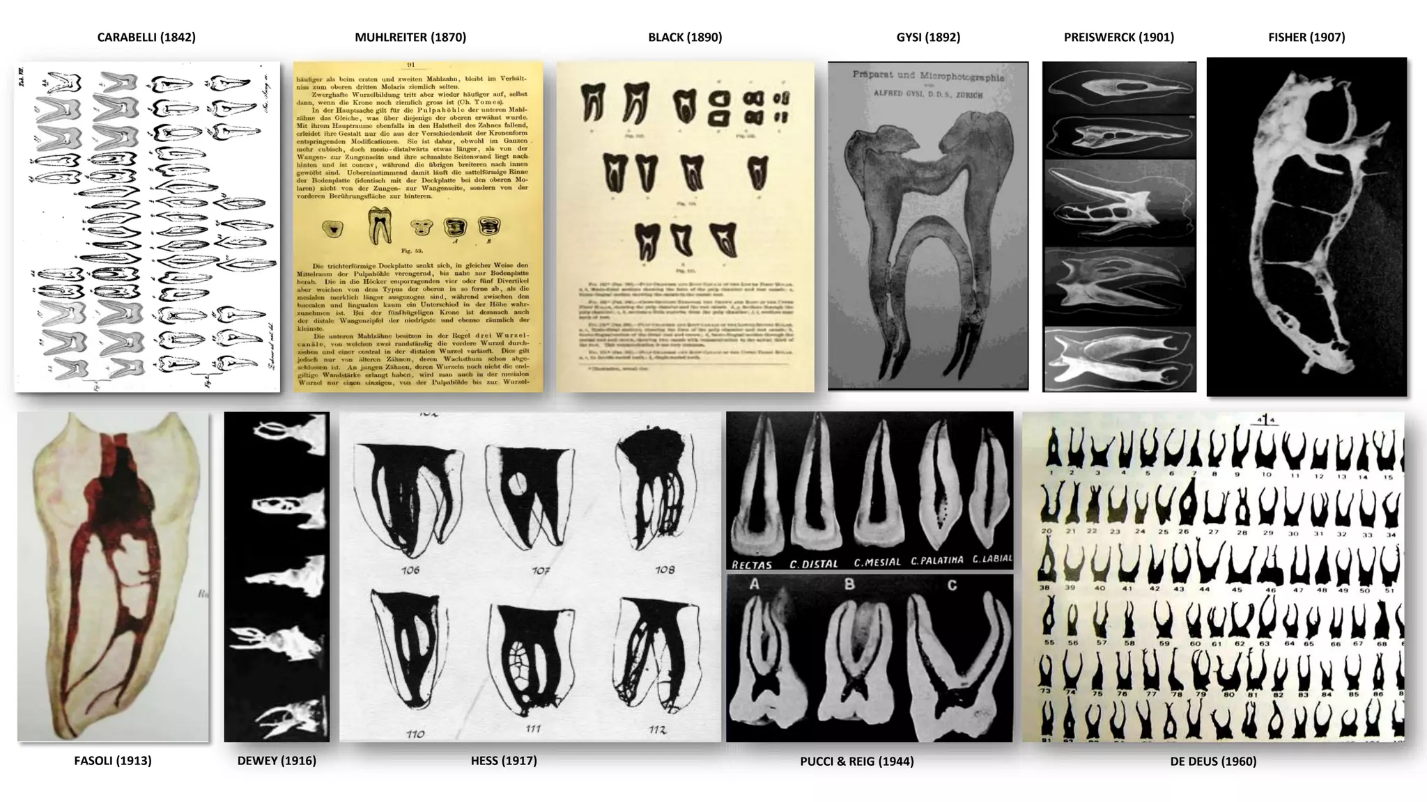 Introduction
CARABELLI (1842) MUHLREITER (1870) BLACK (1890) GYSI (1892) PREISWERCK (1901) FISHER (1907)
DEWEY (1916)
FASOLI (1913) HESS (1917) PUCCI & REIG (1944) DE DEUS (1960)
 
