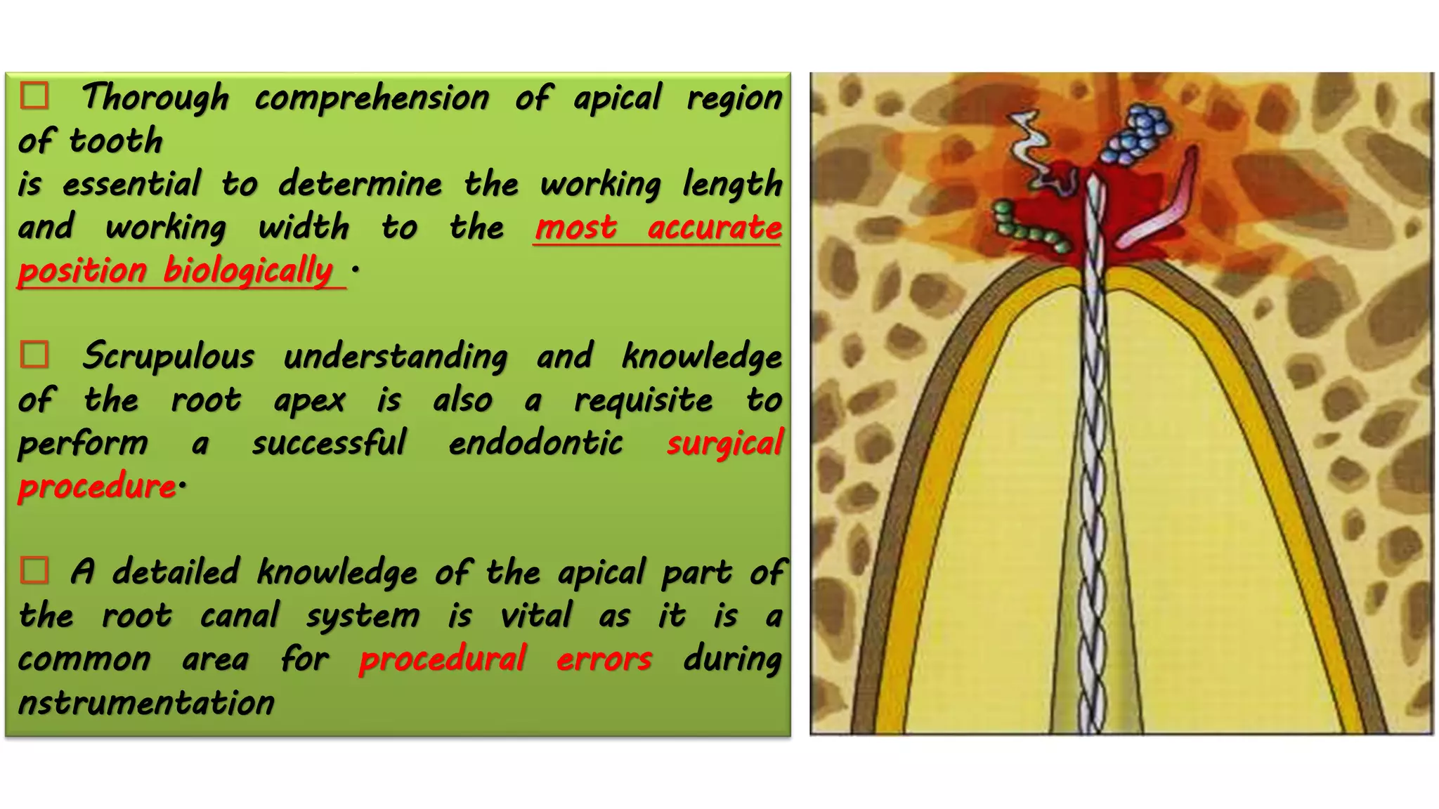 Thorough comprehension of apical region
of tooth
is essential to determine the working length
and working width to the most accurate
position biologically .
Scrupulous understanding and knowledge
of the root apex is also a requisite to
perform a successful endodontic surgical
procedure.
A detailed knowledge of the apical part of
the root canal system is vital as it is a
common area for procedural errors during
nstrumentation
 