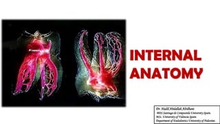 Dr. Hadil Abdallah Altilbani
BDS Santiago de Compostela University Spain.
MSc. University of Valencia Spain.
Department of Endodontics University of Palestine .
INTERNAL
ANATOMY
 