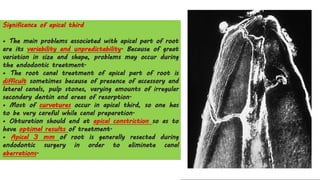 Significance of apical third
• The main problems associated with apical part of root
are its variability and unpredictability. Because of great
variation in size and shape, problems may occur during
the endodontic treatment.
• The root canal treatment of apical part of root is
difficult sometimes because of presence of accessory and
lateral canals, pulp stones, varying amounts of irregular
secondary dentin and areas of resorption.
• Most of curvatures occur in apical third, so one has
to be very careful while canal preparation.
• Obturation should end at apical constriction so as to
have optimal results of treatment.
• Apical 3 mm of root is generally resected during
endodontic surgery in order to eliminate canal
aberrations.
 