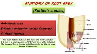 ANATOMY OF ROOT APEX
(Kuttler’s studies)
A.Anatomic apex
B.Apical constriction (minor diameter)
F. Apical foramen
The mean distance between the major and minor diameters
0.5 mm in a young person and 0.67 mm in an older individual.
The increased length in older individuals is due to the increased
buildup of cementum
 