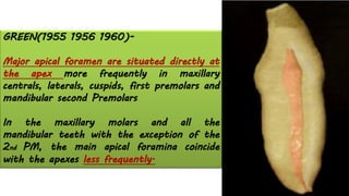 GREEN(1955 1956 1960)-
Major apical foramen are situated directly at
the apex more frequently in maxillary
centrals, laterals, cuspids, first premolars and
mandibular second Premolars
In the maxillary molars and all the
mandibular teeth with the exception of the
2nd PM, the main apical foramina coincide
with the apexes less frequently.
 
