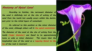 Anatomy of Apical Canal
According to Kuttler, the narrowest diameter of
the canal is definitely not at the site of exiting of the
canal from the tooth but usually occurs within the dentin,
just prior to the initial layers of cementum.
He referred to this position as the minor diameter
of the canal, although others call it the apical constriction.
The diameter of the canal at the site of exiting from the
tooth (major diameter) was found to be approximately
twice as wide as minor diameter. This means that the
longitudinal view of the canal as a tapering funnel to the
tip of the root is incorrect.
 