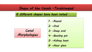 Shape of the Canals -Torabineajad
6 different shapes have been noted
1. •Round
2. •Oval
3. •Deep oval
4. •Bowling pin
5. •Kidney bean
6. •Hour glass
Canal
Morphologies
 