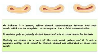 It contains pulp or pulpally derived tissue and acts as store house for bacteria
 