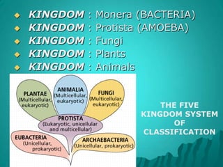 KINGDOM : Monera (BACTERIA)KINGDOM : Protista (AMOEBA)KINGDOM : FungiKINGDOM : PlantsKINGDOM : AnimalsTHE FIVE KINGDOM SYSTEM OF CLASSIFICATION