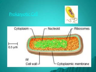 Prokaryotic Cell
