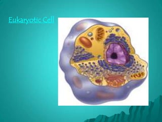 Eukaryotic Cell