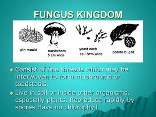 FUNGUS KINGDOMmConsistof fine threads which may be interwoven to form mushrooms or toadstools. Live in soil or inside other organisms, especially plants. Reproduce rapidly by spores Have no chlorophyll 