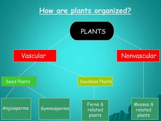 How are plants organized?PLANTSVascularNonvascularSeedless PlantsSeed PlantsFerns & related plantsMosses & related plantsAngiospermsGymnosperms