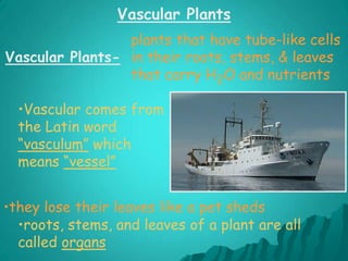 Vascular Plantsplants that have tube-like cells in their roots, stems, & leaves that carry H2O and nutrientsVascular Plants-Vascular comes from the Latin word “vasculum” which means “vessel”