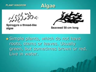 they lose their leaves like a pet sheds 