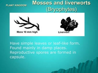 roots, stems, and leaves of a plant are all called organsPLANT KINGDOMAlgaeSimple plants, which do not have roots, stems or leaves. Usually green, but sometimes brown or red. Live in water. 