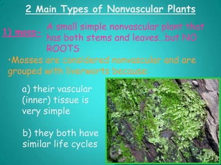 PLANT KINGDOMMosses and liverworts (Bryophytes)Have simple leaves or leaf-like form. Found mainly in damp places. Reproductive spores are formed in capsule.
