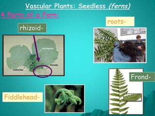 PLANT KINGDOMFerns  (Pleridophytes)Have proper roots and stems, and leaf-like fronds. Found mainly in damp places. Reproductive spores are formed on the undersides of the fronds.