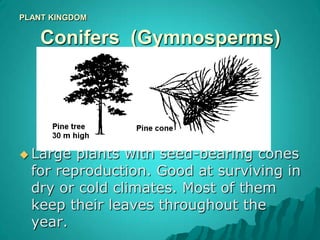 Vascular Plants: Seedless (ferns)4 Parts of a Fern:roots-rhizoid-Frond-Fiddlehead-